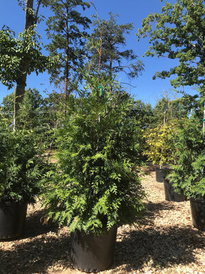 Arborvitae, Thuja occidentalis 'Green Giant' 10G