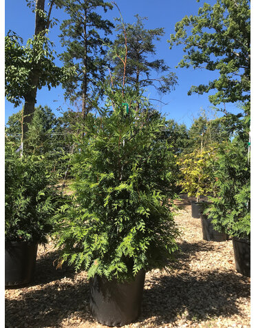 Arborvitae, Thuja occidentalis 'Green Giant' 10G