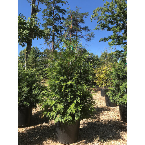 Arborvitae, Thuja occidentalis 'Green Giant' 10G