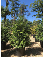 Arborvitae, Thuja occidentalis 'Green Giant' 10G