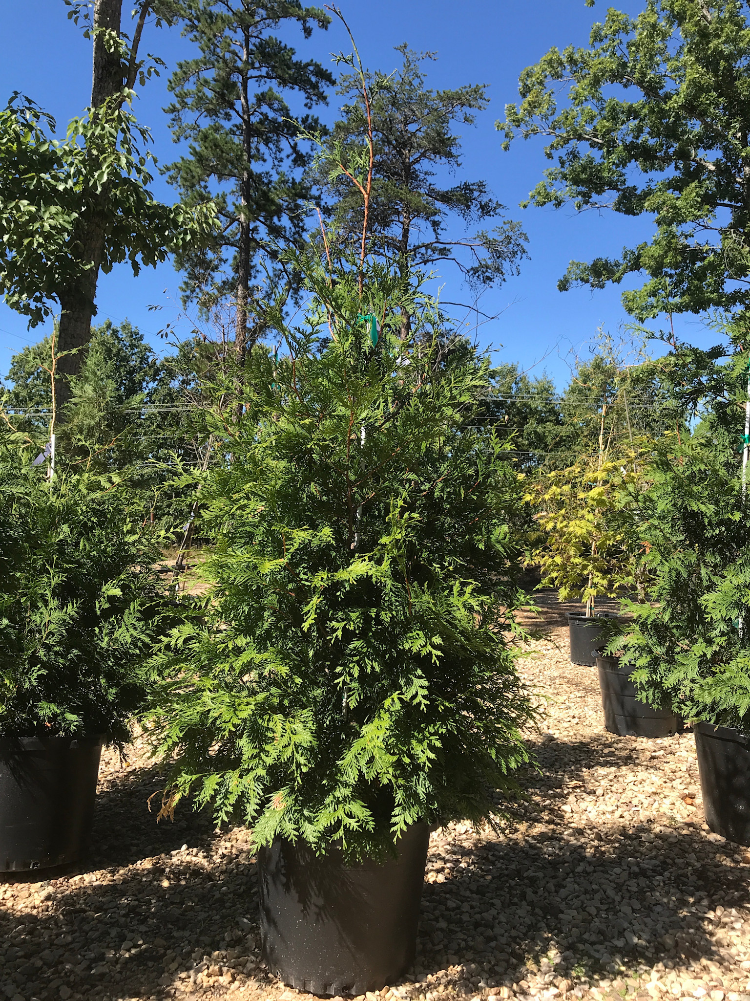 Arborvitae, Thuja occidentalis 'Green Giant' 10G