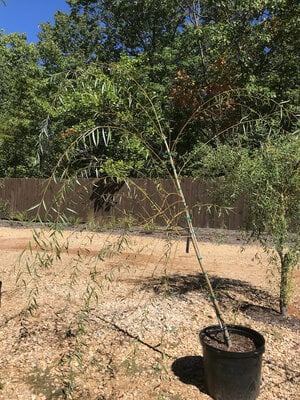 Willow, Salix babylonica 'Weeping Willow' 15G