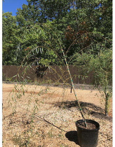 Willow, Salix babylonica 'Weeping Willow' 15G