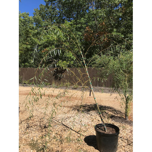 Willow, Salix babylonica 'Weeping Willow' 15G