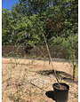 Willow, Salix babylonica 'Weeping Willow' 15G