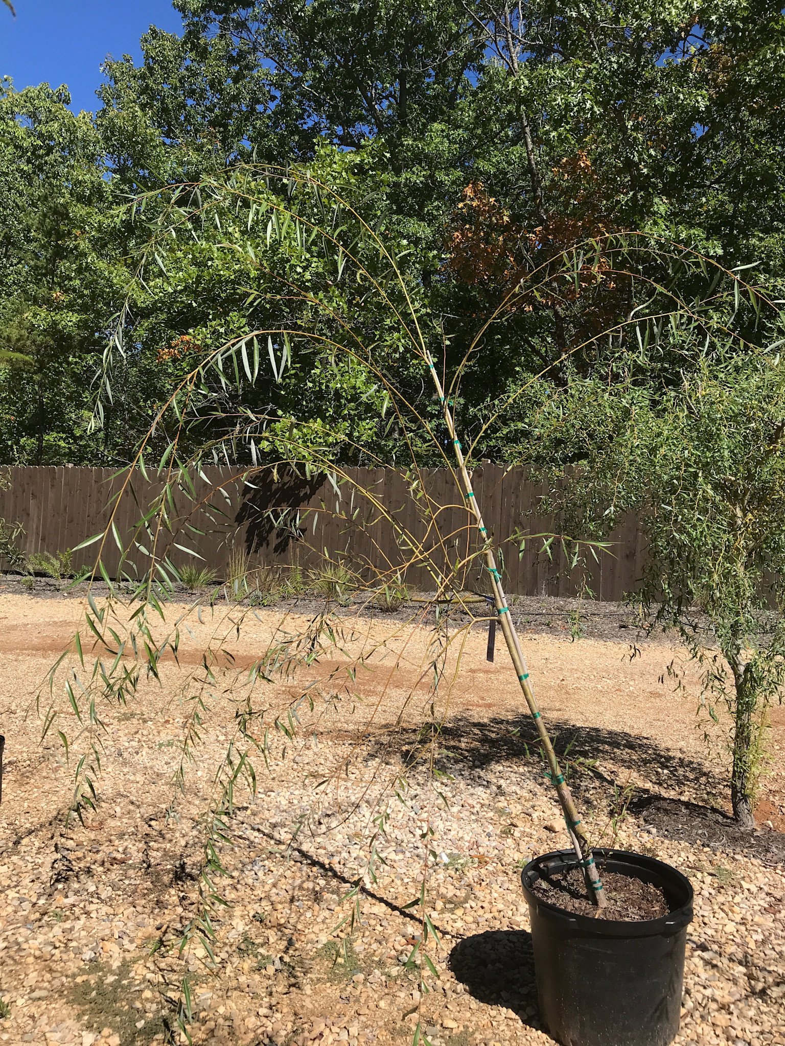 Willow, Salix babylonica 'Weeping Willow' 15G