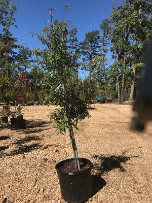 Oak, Quercus phellos 'Willow Oak' 7G NATIVE