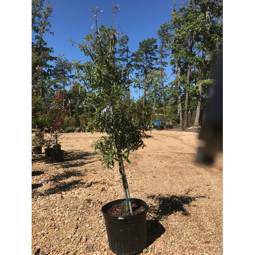 Oak, Quercus phellos 'Willow Oak' 7G NATIVE