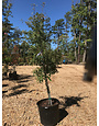 Oak, Quercus phellos 'Willow Oak' 7G NATIVE