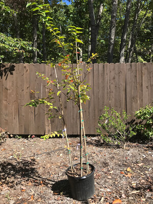 Crape Myrtle, Lagerstroemia indica 'Muskogee' (Lavender) 7G