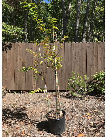 Crape Myrtle, Lagerstroemia indica 'Muskogee' (Lavender) 7G