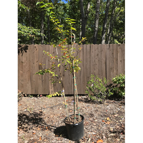 Crape Myrtle, Lagerstroemia indica 'Muskogee' (Lavender) 7G