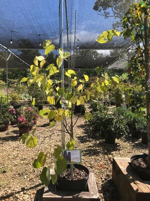 Redbud, Cercis canadensis 'Eastern Redbud' 7G NATIVE