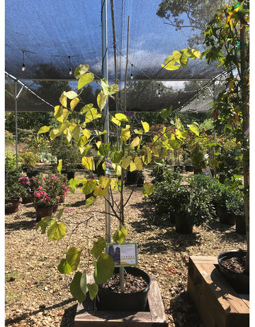 Redbud, Cercis canadensis 'Eastern Redbud' 7G NATIVE
