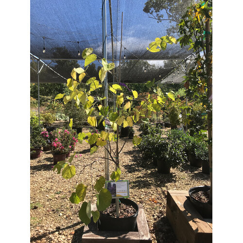 Redbud, Cercis canadensis 'Eastern Redbud' 7G NATIVE