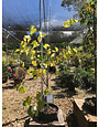 Redbud, Cercis canadensis 'Eastern Redbud' 7G NATIVE