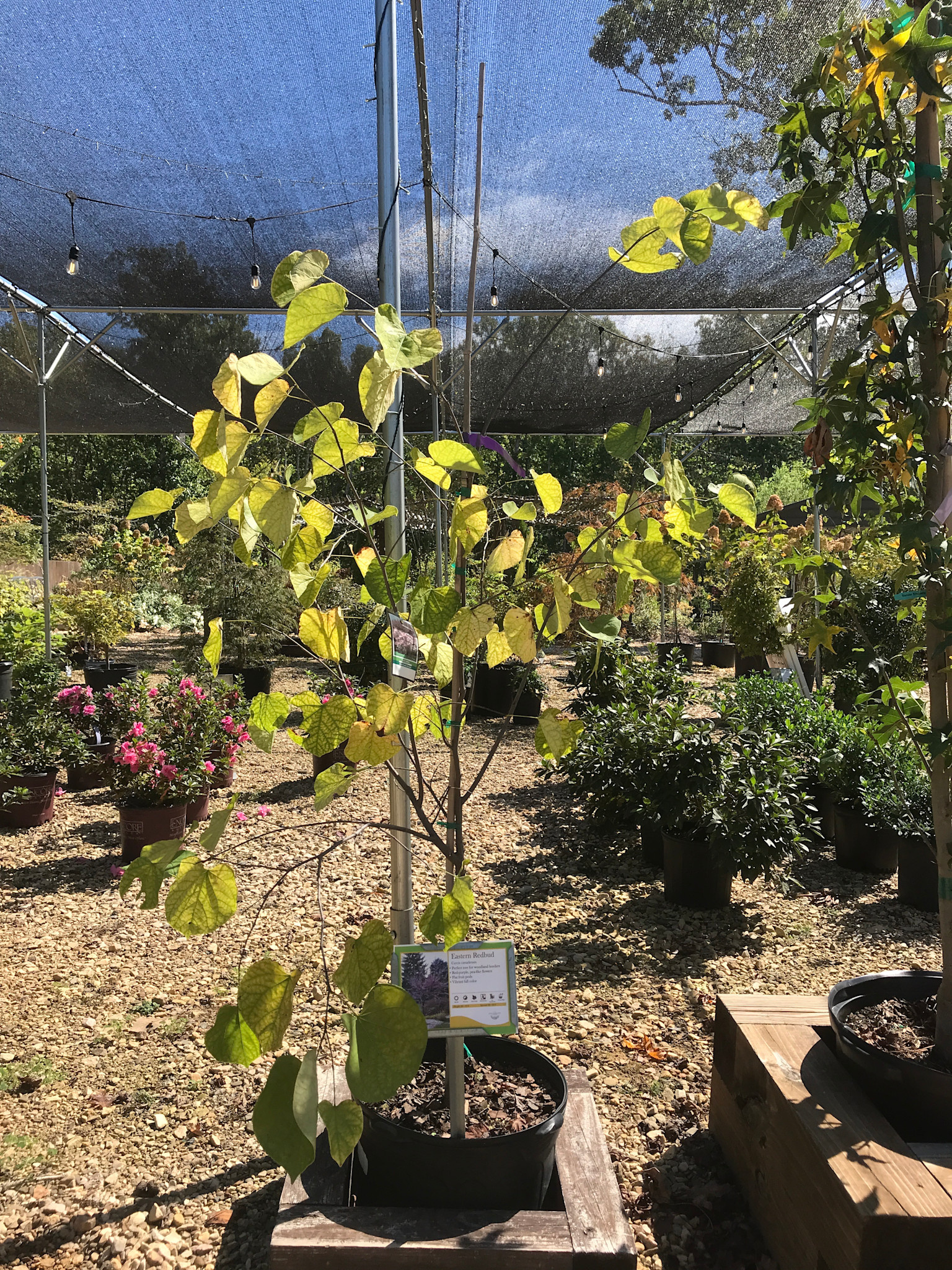 Redbud, Cercis canadensis 'Eastern Redbud' 7G NATIVE
