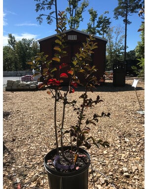 Crape Myrtle, Lagerstroemia indica x fauriei 'Sioux' (Pink) 3G