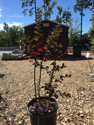 Crape Myrtle, Lagerstroemia indica x fauriei 'Sioux' (Pink) 3G