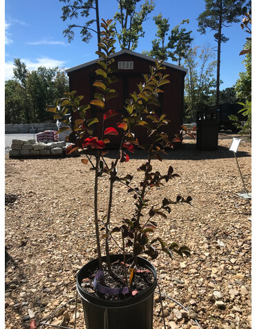 Crape Myrtle, Lagerstroemia indica x fauriei 'Sioux' (Pink) 3G