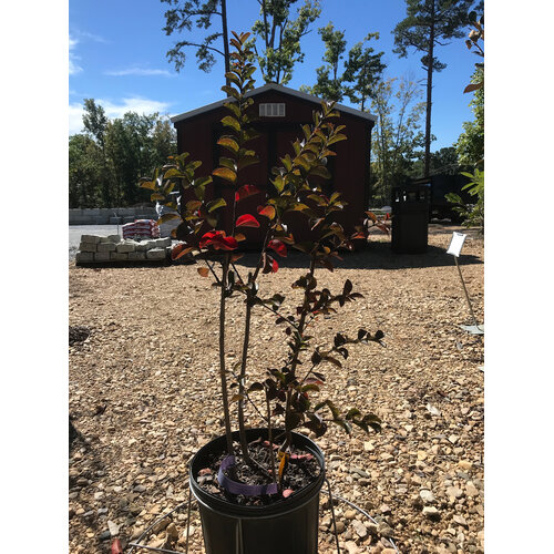 Crape Myrtle, Lagerstroemia indica x fauriei 'Sioux' (Pink) 3G