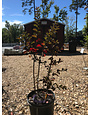 Crape Myrtle, Lagerstroemia indica x fauriei 'Sioux' (Pink) 3G