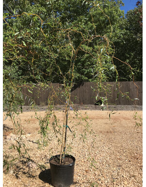 Willow, Salix matsudana 'Tortuosa' Corkscrew 10G