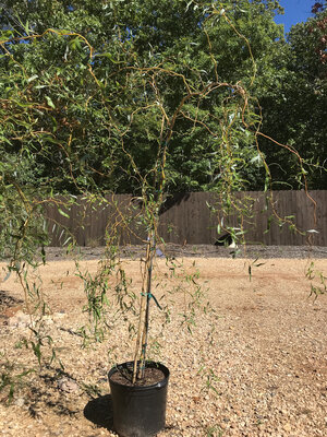 Willow, Salix matsudana 'Tortuosa' Corkscrew 10G