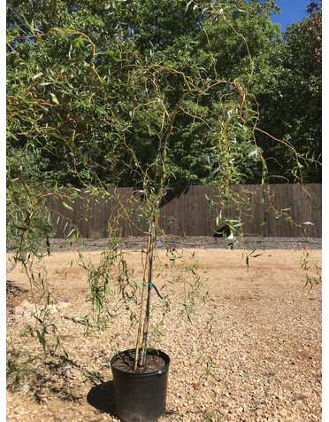 Willow, Salix matsudana 'Tortuosa' Corkscrew 10G