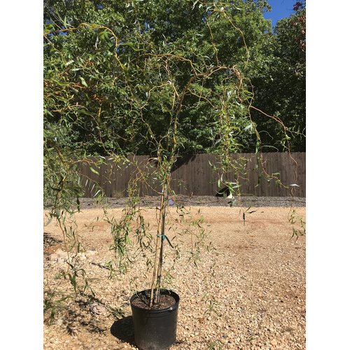 Willow, Salix matsudana 'Tortuosa' Corkscrew 10G