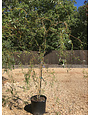Willow, Salix matsudana 'Tortuosa' Corkscrew 10G