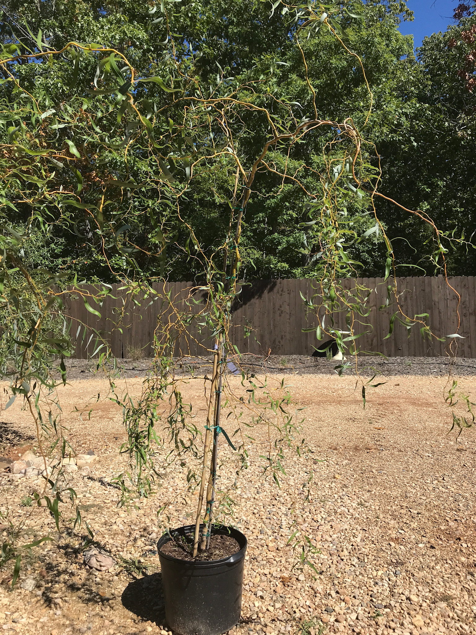 Willow, Salix matsudana 'Tortuosa' Corkscrew 10G