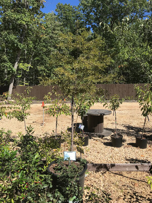 Cypress, Taxodium distichum 'Bald Cypress' 25G NATIVE