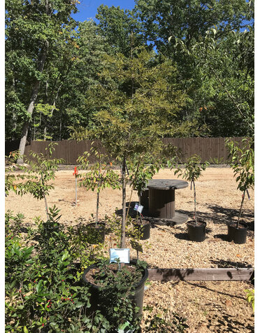 Cypress, Taxodium distichum 'Bald Cypress' 25G NATIVE