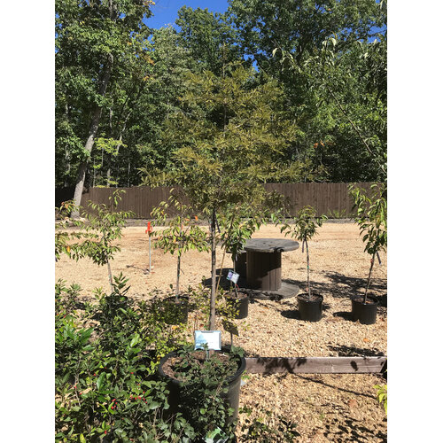 Cypress, Taxodium distichum 'Bald Cypress' 25G NATIVE