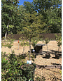 Cypress, Taxodium distichum 'Bald Cypress' 25G NATIVE