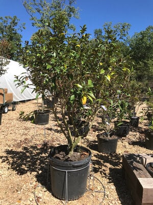 Magnolia, Magnolia figo 'Serendipity' 15G Single-Stem Tree Form