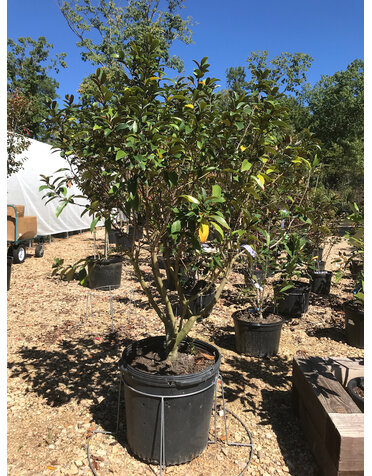 Magnolia, Magnolia figo 'Serendipity' 15G Single-Stem Tree Form