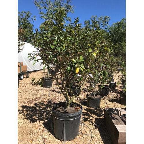 Magnolia, Magnolia figo 'Serendipity' 15G Single-Stem Tree Form