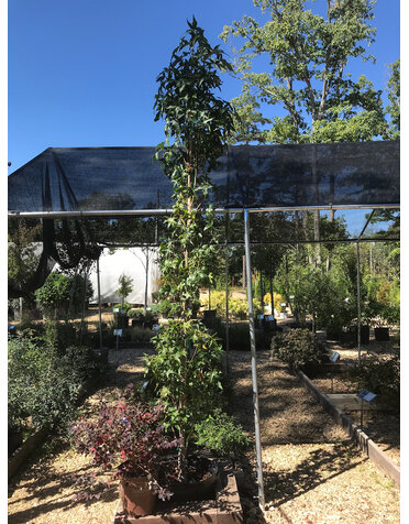 Sweetgum, Liquidambar styraciflua 'Slender Silhouette' (Columnar) 15G