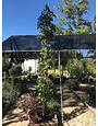 Sweetgum, Liquidambar styraciflua 'Slender Silhouette' (Columnar) 15G