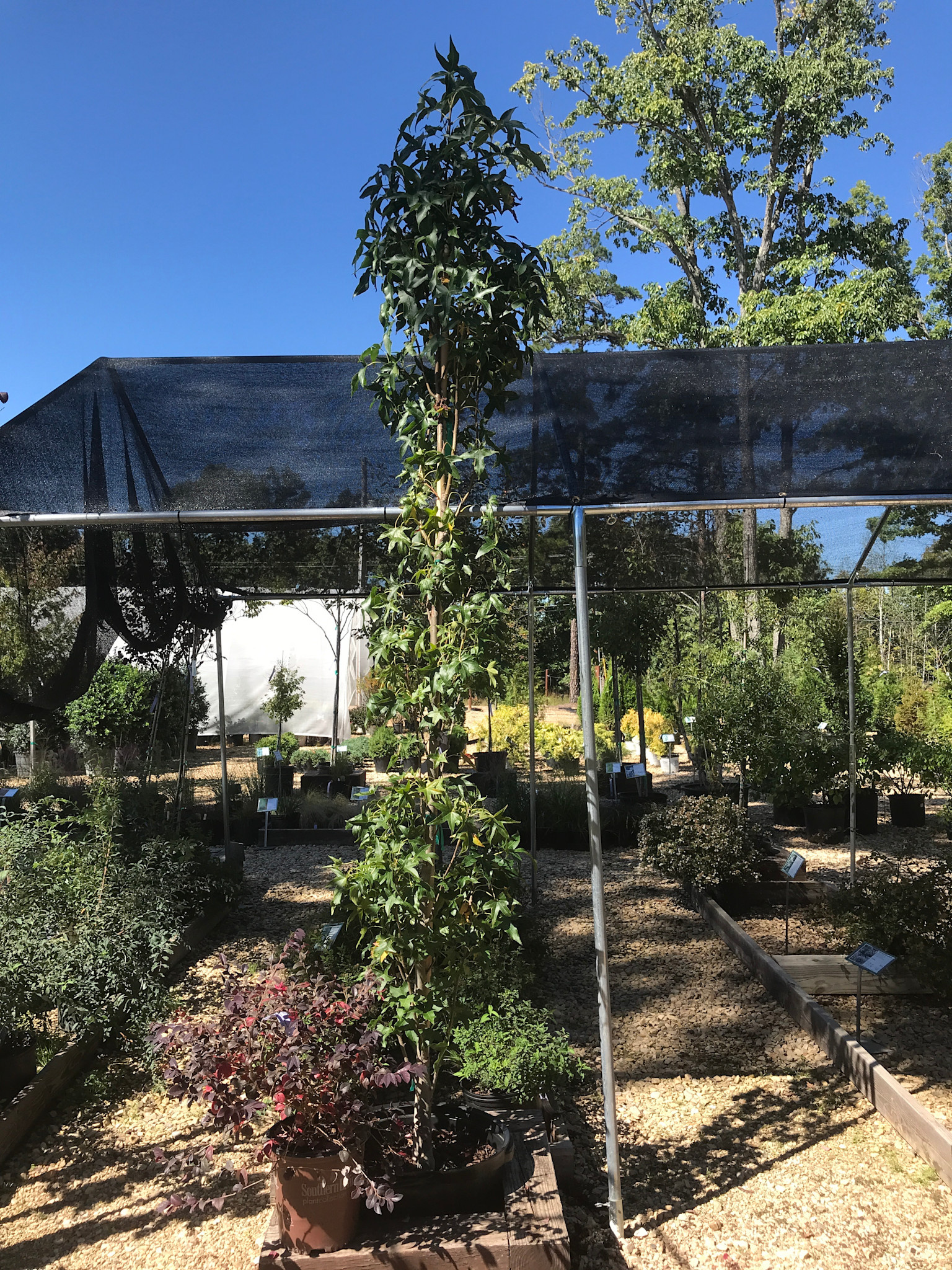 Sweetgum, Liquidambar styraciflua 'Slender Silhouette' (Columnar) 15G