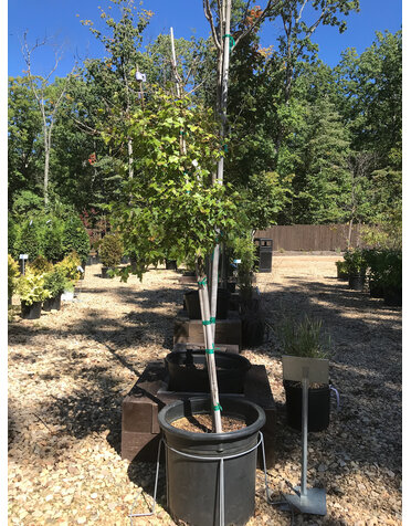 Maple, Acer buergerianum 'Trident' 10G