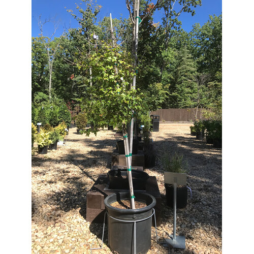 Maple, Acer buergerianum 'Trident' 10G