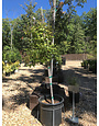 Maple, Acer buergerianum 'Trident' 10G