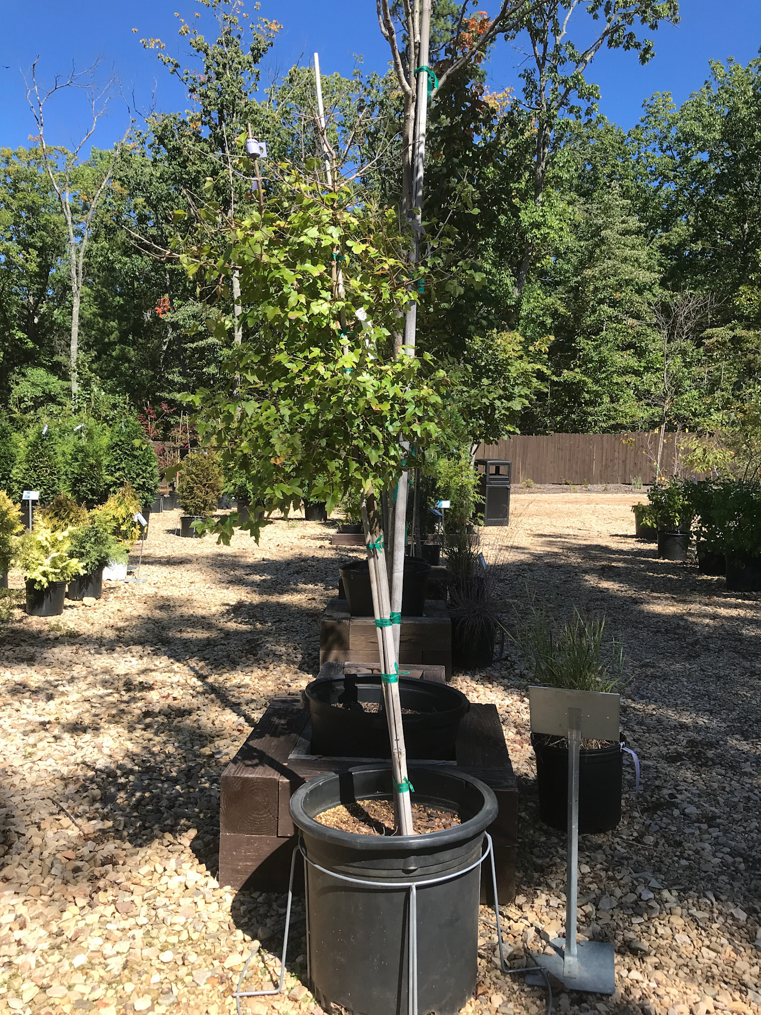 Maple, Acer buergerianum 'Trident' 10G