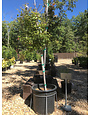 Maple, Acer buergerianum 'Trident' 10G