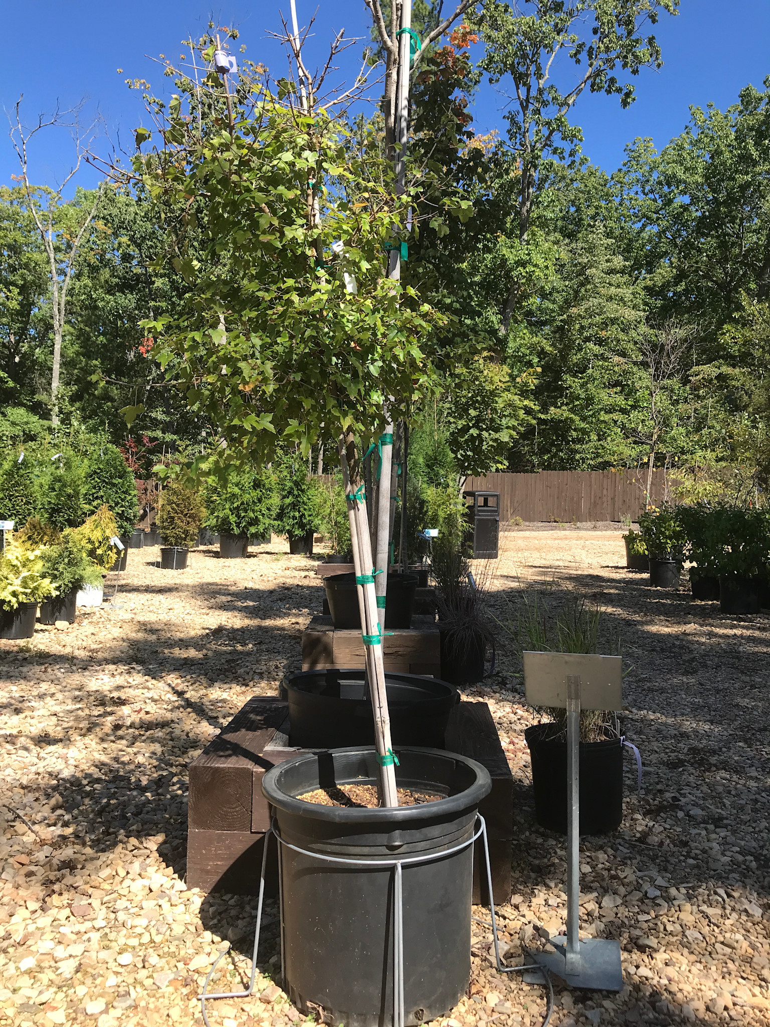 Maple, Acer buergerianum 'Trident' 10G