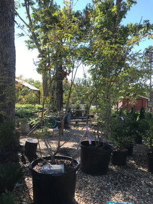 Chaste Tree, Vitex agnus-castus 'Shoal Creek' 25G