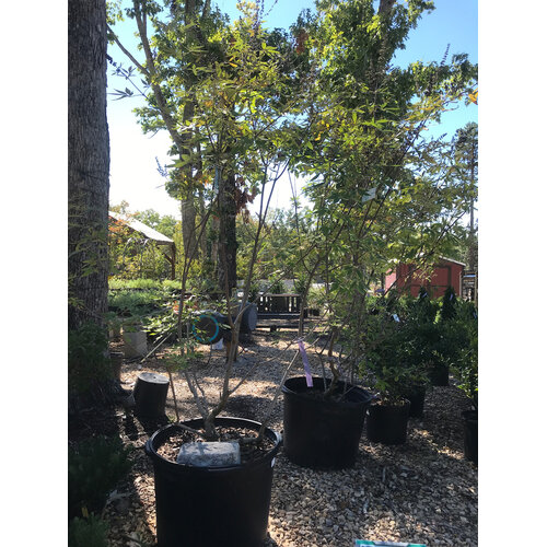 Chaste Tree, Vitex agnus-castus 'Shoal Creek' 25G